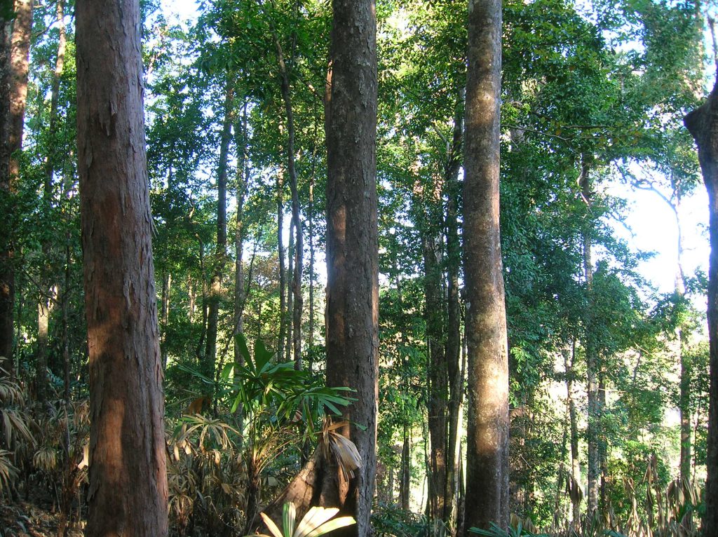 Evergreen forest 5